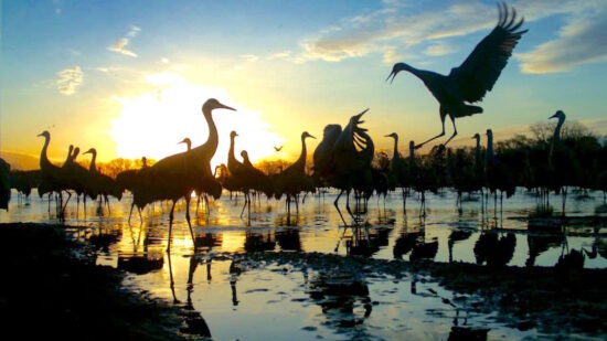 Migration of Sandhill cranes largest gathering in Nebraska.