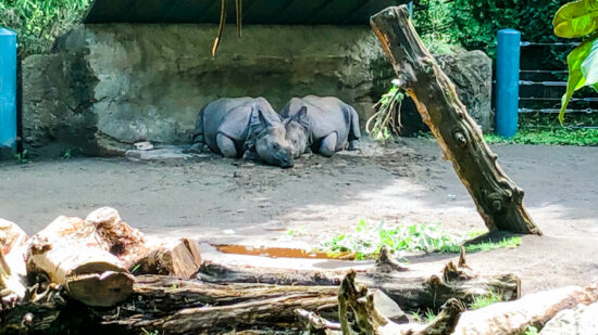 best zoos in the usa woodland park zoo rhinos