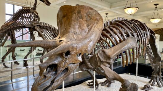 Triceratops skeleton at the American Museum of Natural History in NYC