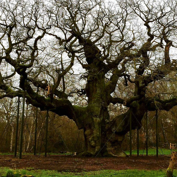 Sherwood Forest Major Oak, a site in Nottingham, home of Robin Hood