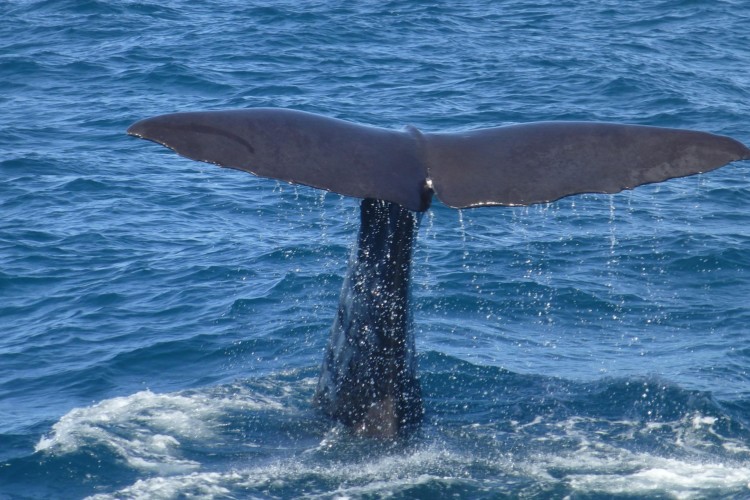 Whale watching is a must-do for west coast road trip in Monterey