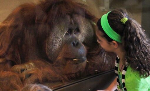 International Orangutan Center at the Indianapolis Zoo