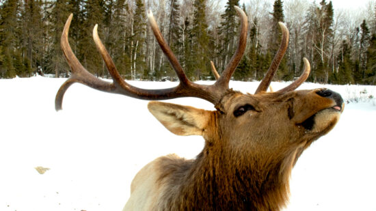 photo, bull elk sticking out tongue.
