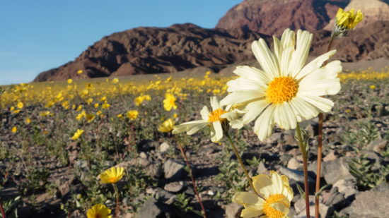 Spring wildflowers in Death Valley, a kid friendly day trip from Las Vegas