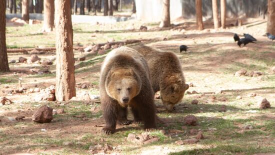Grizzly Bear walking in Fort Bearizona