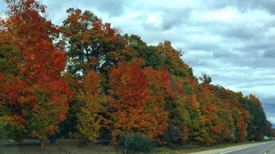 things to do in the fall in Michigan - trees bloom with color along the highways