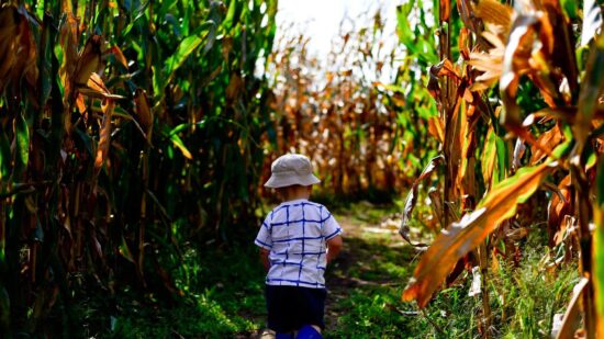 toddler walking through corn maze