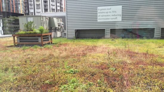 have you stayed at a hotel with a green roof?